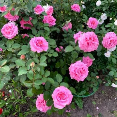 Саженцы роз ЭШЛИ чайно-гибридная — описание сорта Саженцы роз ЭШЛИ чайно-гибридная в Вологде