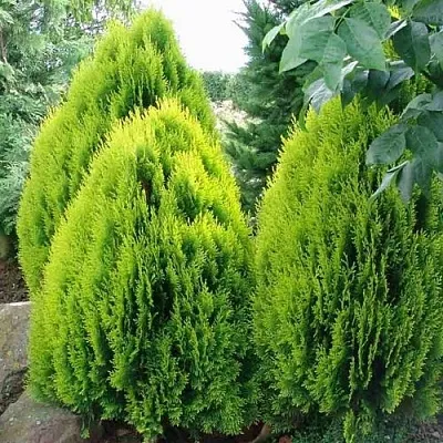 Туя восточная в Вологде