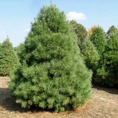 Сосна ВЕЙМУТОВА  Сосна ВЕЙМУТОВА в Вологде