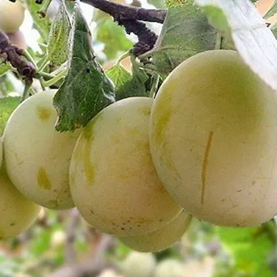 Слива УТРО  Слива УТРО в Вологде