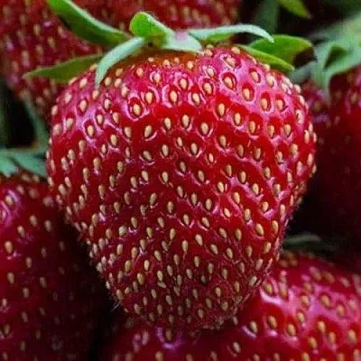 Клубника НАНДИ  Клубника НАНДИ в Вологде