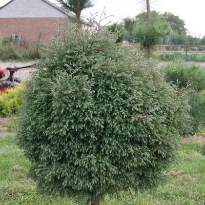 Туя вересковидная  Туя вересковидная в Вологде