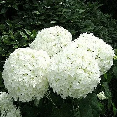 Гортензия АННАБЕЛЬ древовидная  Гортензия АННАБЕЛЬ древовидная в Вологде