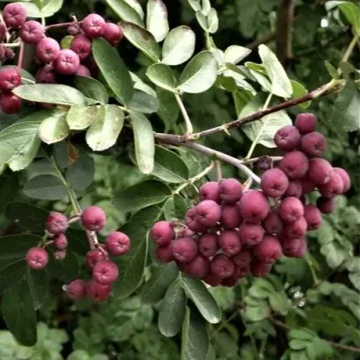 Рябина ДЕСЕРТНАЯ МИЧУРИНА сладкоплодная в Вологде