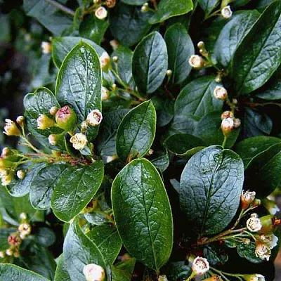 Кизильник  Кизильник в Вологде