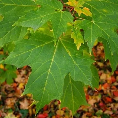 Клен сахарный  Клен сахарный в Вологде