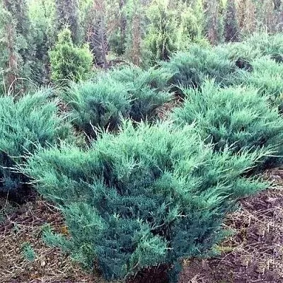 Можжевельник БЛЮ ДАНУБ казацкий  Можжевельник БЛЮ ДАНУБ казацкий в Вологде