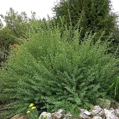 Ива НАНА  пурпурная   Ива НАНА  пурпурная  в Вологде