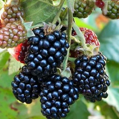 Ежевика ОУАЧИТА бесшипная — описание сорта Ежевика ОУАЧИТА бесшипная в Вологде