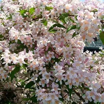 Кольквиция  Кольквиция в Вологде