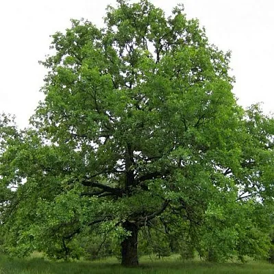 Дуб черешчатый   Дуб черешчатый  в Вологде