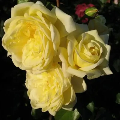 Саженцы роз КАЗИНО плетистая  Саженцы роз КАЗИНО плетистая в Вологде