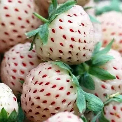 Клубника АНАНАСА ремонтантная  Клубника АНАНАСА ремонтантная в Вологде