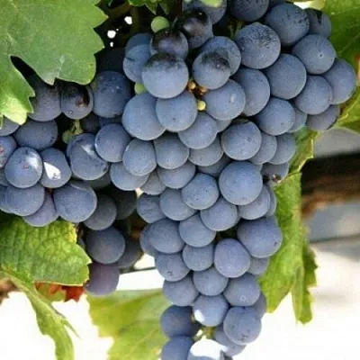 Виноград ЧЕСУРАН  Виноград ЧЕСУРАН в Вологде