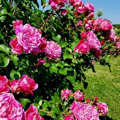 Саженцы роз ИНЕС САСТР плетистая  Саженцы роз ИНЕС САСТР плетистая в Вологде