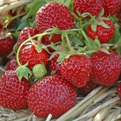 Клубника ЗЕНГА-ЗЕНГАНА  Клубника ЗЕНГА-ЗЕНГАНА в Вологде