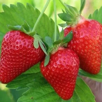 Клубника КЛОДИЯ  Клубника КЛОДИЯ в Вологде