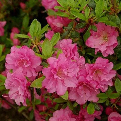 Азалия РОЗИНЕТТА японская  Азалия РОЗИНЕТТА японская в Вологде