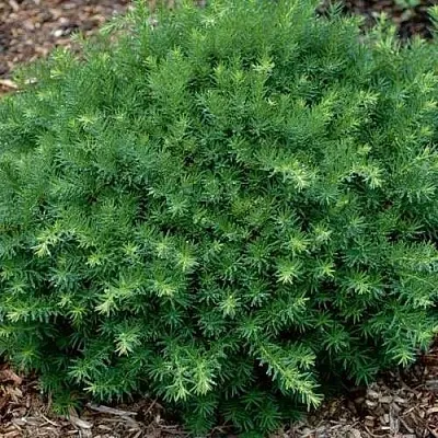 Тис ХИКСИ средний  Тис ХИКСИ средний в Вологде