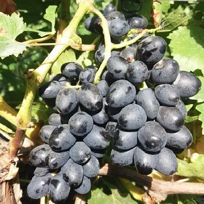 Виноград КИШМИШ АТТИКА  Виноград КИШМИШ АТТИКА в Вологде