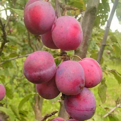 Слива ЭДИНБУРГСКАЯ  Слива ЭДИНБУРГСКАЯ в Вологде