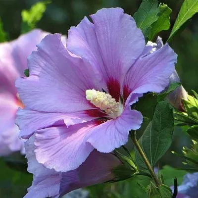 Гибискус  Гибискус в Вологде