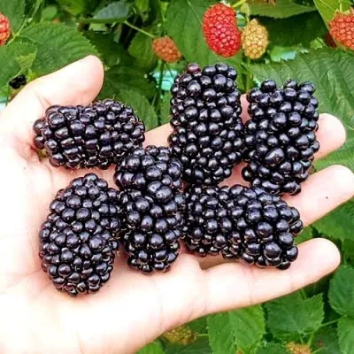 Ежевика ОУАЧИТА бесшипная — описание сорта Ежевика ОУАЧИТА бесшипная в Вологде