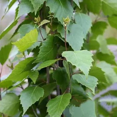 Береза ФАСТИГИАТА повислая   Береза ФАСТИГИАТА повислая  в Вологде