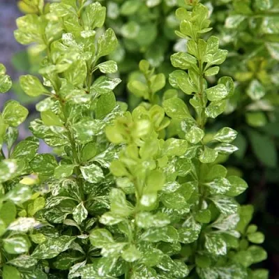 Барбарис ПАУ ВАУ тунберга  Барбарис ПАУ ВАУ тунберга в Вологде