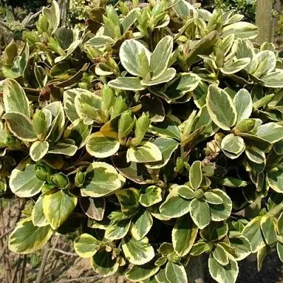 Бересклет КАНАДЕЙЛ ГОЛД   Бересклет КАНАДЕЙЛ ГОЛД  в Вологде