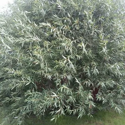 Ива СЕРЕБРИСТАЯ  Ива СЕРЕБРИСТАЯ в Вологде