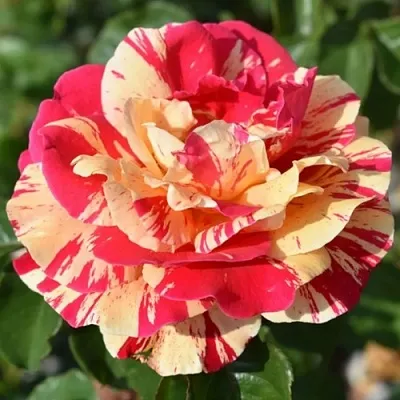 Саженцы роз ВАНИЛЛА ФРАЙЗ плетистая  Саженцы роз ВАНИЛЛА ФРАЙЗ плетистая в Вологде