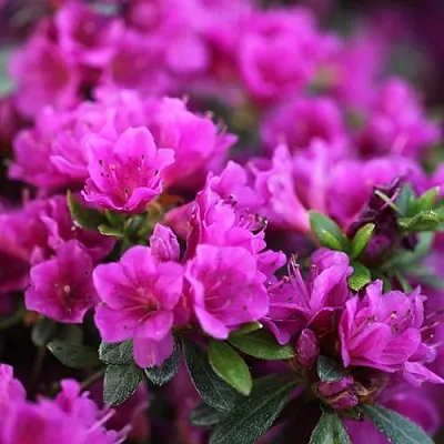 Азалия ХИРОКА японская  Азалия ХИРОКА японская в Вологде