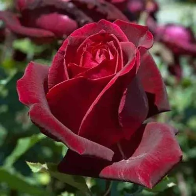 Саженцы роз ПАПА МЕЙЯН чайно-гибридная в Вологде