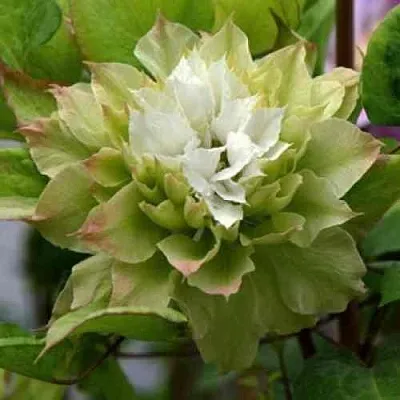 Клематис СЕН-НО-КЕЙЗ  Клематис СЕН-НО-КЕЙЗ в Вологде