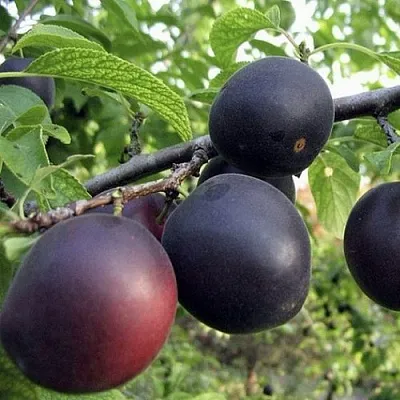 Абрикос МОНАРЕЗИ  Абрикос МОНАРЕЗИ в Вологде