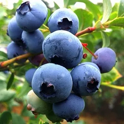 Голубика ДЮК в Вологде