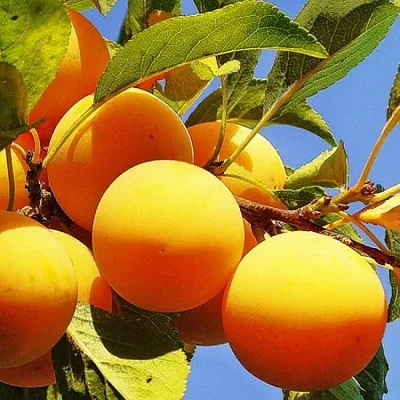 Желтая   Желтая  в Вологде