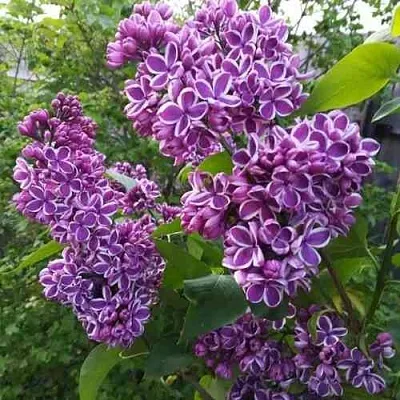 Сирень СЕНСАЦИЯ  Сирень СЕНСАЦИЯ в Вологде