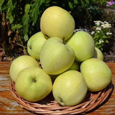 Яблоня ПАПИРОВКА  Яблоня ПАПИРОВКА в Вологде