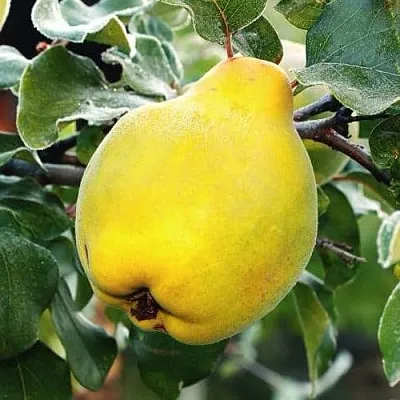 Айва РУМО  Айва РУМО в Вологде