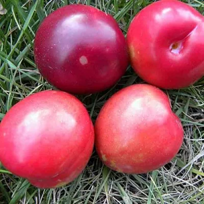 Плумкот БИРИКОККОЛО НОСТРАНО  Плумкот БИРИКОККОЛО НОСТРАНО в Вологде