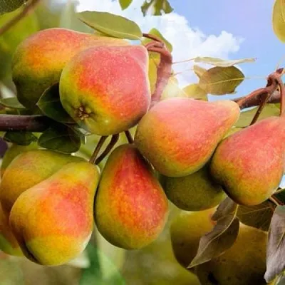 Груша ЗАБАВА в Вологде