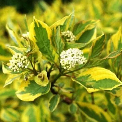 Дерен  Дерен в Вологде