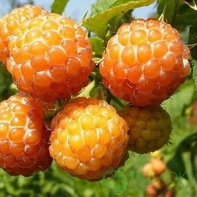 Малина КУМБЕРЛЕНД желтая  Малина КУМБЕРЛЕНД желтая в Вологде