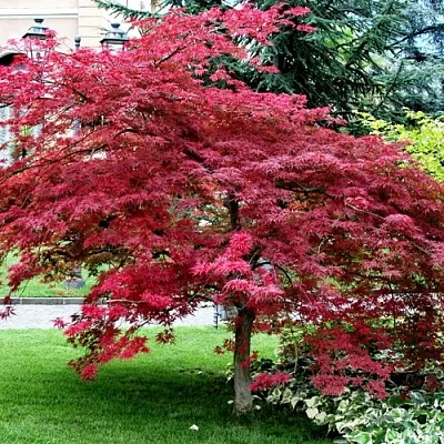 Клен пальмолистный  Клен пальмолистный в Вологде