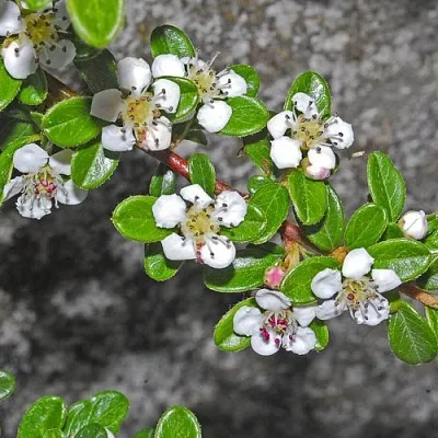 Кизильник ТАНГСТЕДТ горизонтальный  в Вологде