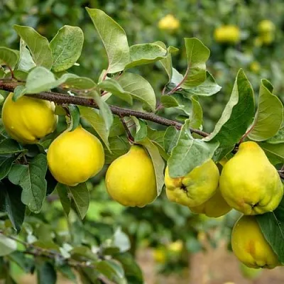 Айва ТРИУМФ  Айва ТРИУМФ в Вологде