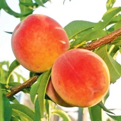 Персик ОНТАРИО — описание сорта Персик ОНТАРИО в Вологде