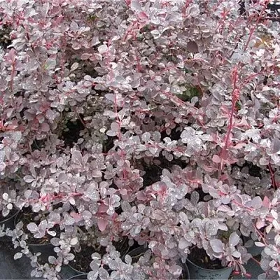 Барбарис СИЛЬВЕР МИЛЕС оттавский   Барбарис СИЛЬВЕР МИЛЕС оттавский  в Вологде